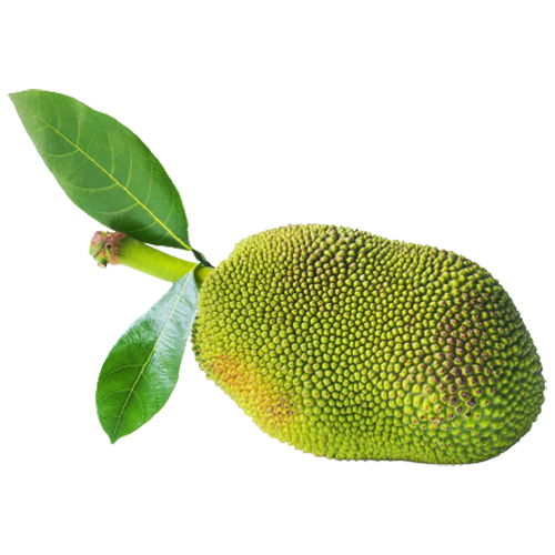 0408 what is jackfruit lede